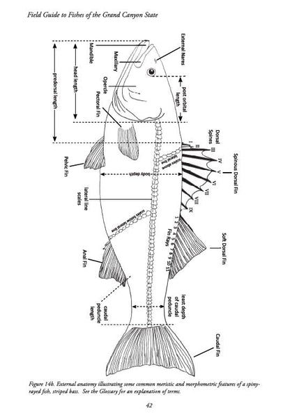 Field Guide to Fishes of the Grand Canyon State Paul C. Marsh, PhD and Robert W. Clarkson - Wide World Maps & MORE!