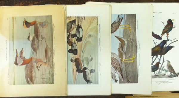 The University of New York State Museum - Birds of New York - Eaton 1925 [Unknown Binding] unknown author - Wide World Maps & MORE!