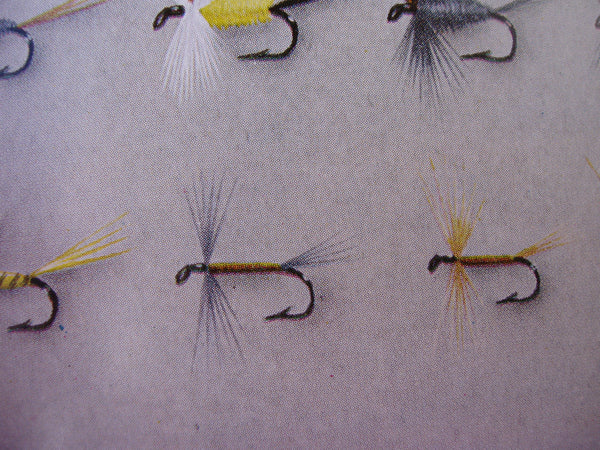 Trout -- Second 2nd Edition, Revised and Enlarged [Hardcover] Bergman Ray and Dr Edgar Burke - Wide World Maps & MORE!