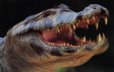 Frans Lanting. Eye to Eye - Wide World Maps & MORE!